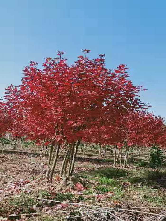 丛生美国红枫树